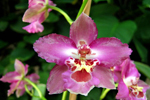 orchidee blume